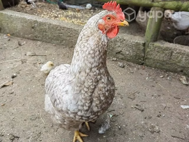 Gallina Collonca