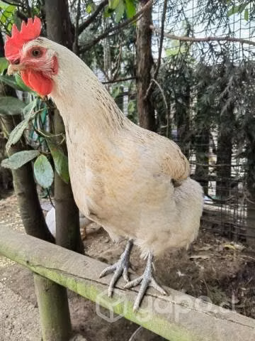 Gallina Collonca