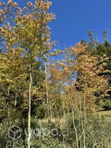 Acer pseudo siboldeanos arboles