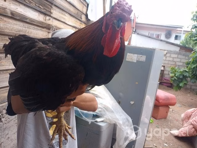 Tres gallos