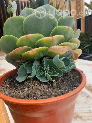 Suculenta Echeveria Gigante Florecida - Imagen 3