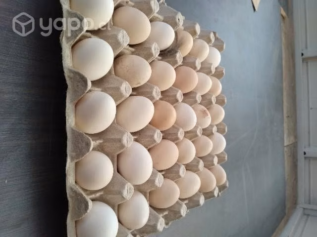 Huevos de conchinchina