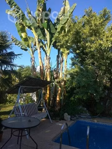 Planta de plátanos
