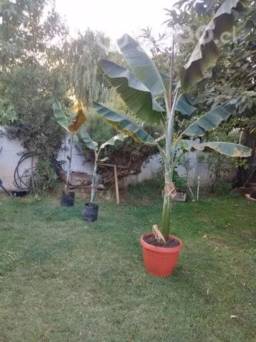 Planta de plátanos