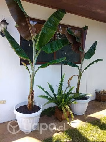 Planta de plátanos