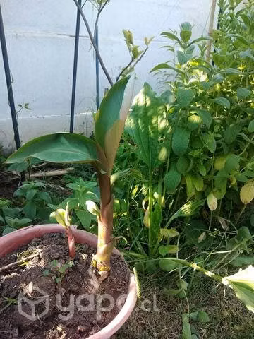 Planta de plátanos