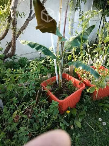 Planta de plátanos