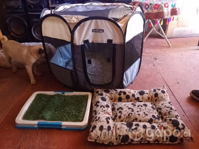 Pack de perrito