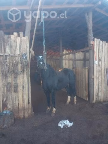 Caballo monturero