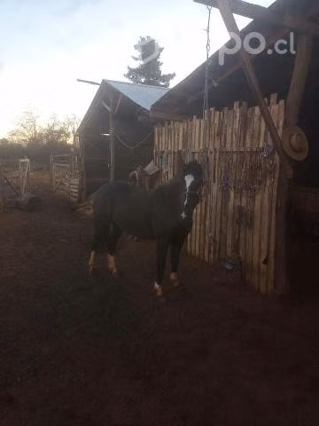 Caballo monturero