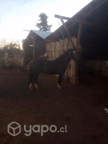 Caballo monturero