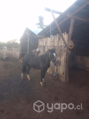Caballo monturero