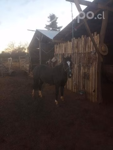 Caballo monturero