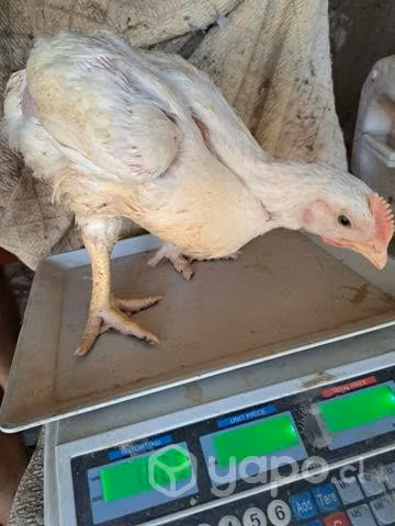 Pollitos de grano de 45 días