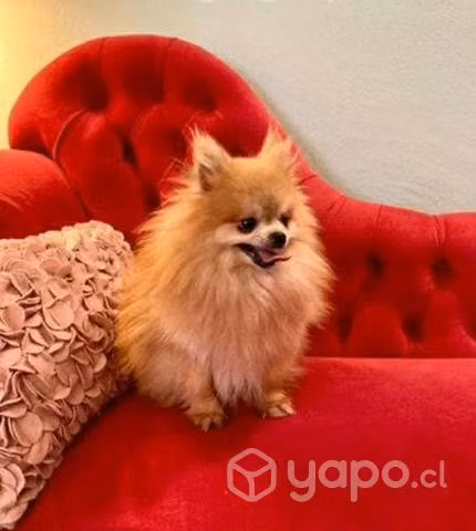 Machito Pomerania tamaño lulu para novio - Imagen 3