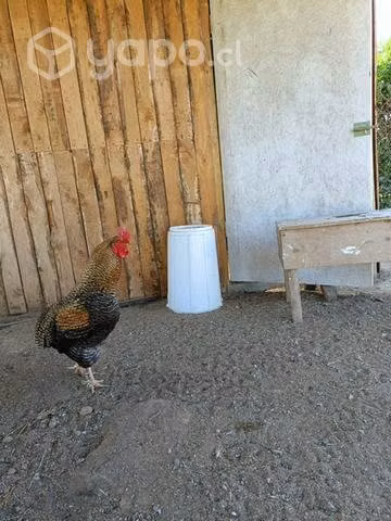 Gallo Collonco