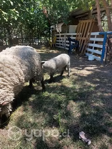 Ovejas mascota