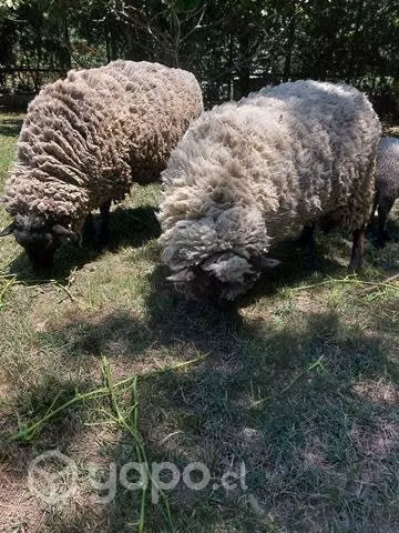 Ovejas mascota