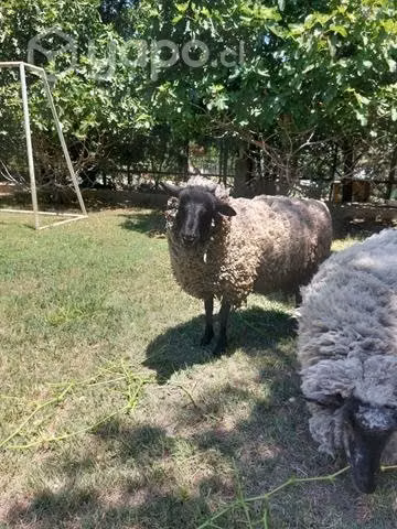 Ovejas mascota