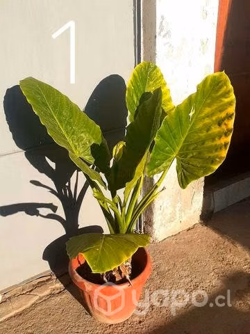 Planta manto de eva