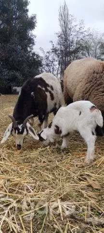 Cabras con cría un chivo y una preñada
