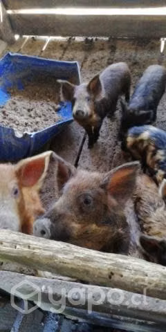 Chanchos