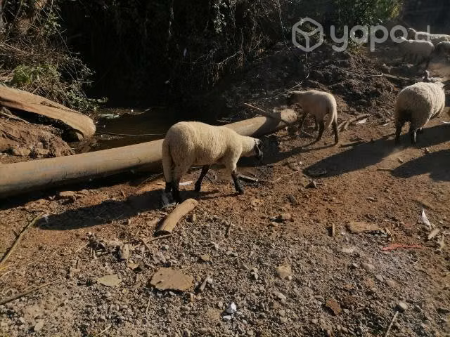 corderos y chancho - Imagen 3