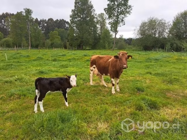 vaca parida - Imagen 3