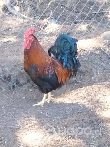 Gallo Criollo Brown