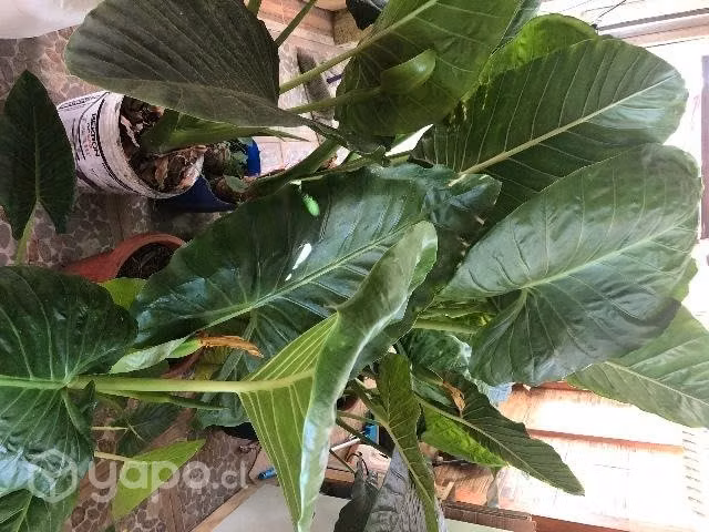 Plantas mantos de eva