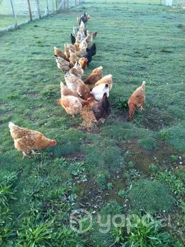 Gallinas