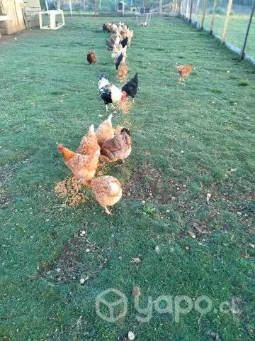 Gallinas