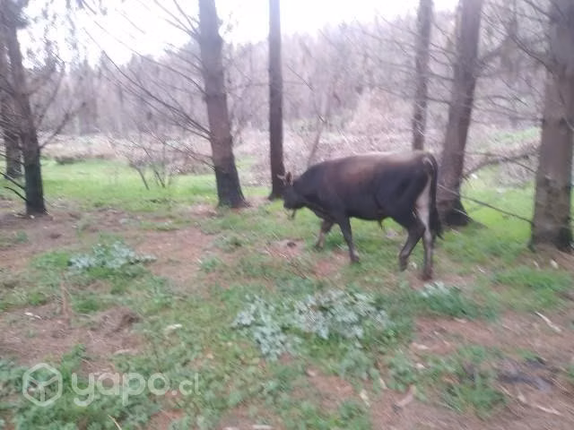 Torito