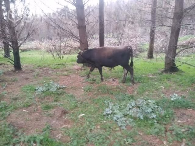 Torito