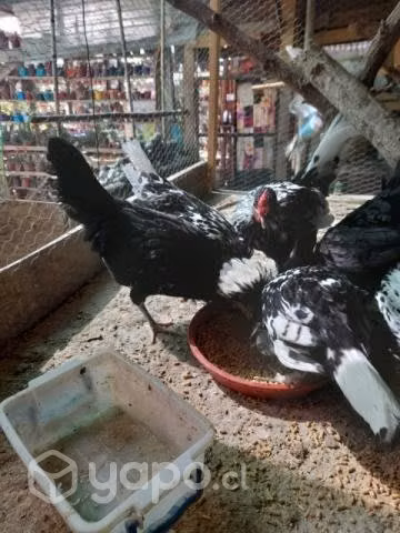 Gallinas hamburgo