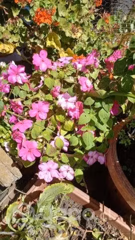 plantas exterior