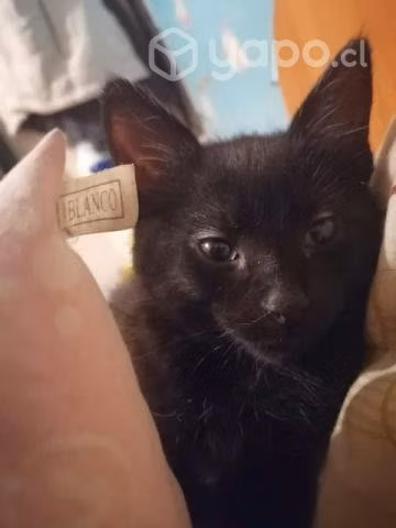 Gatitos adopción - Imagen 2