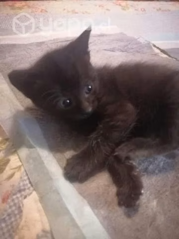 Gatitos adopción