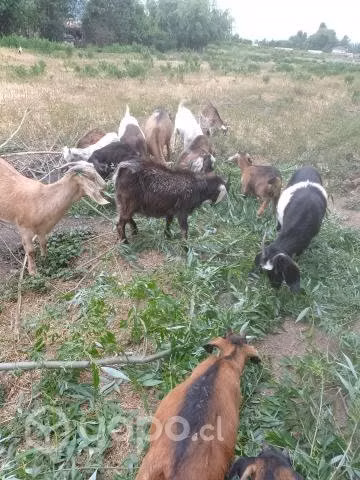 Cabras - Imagen 4