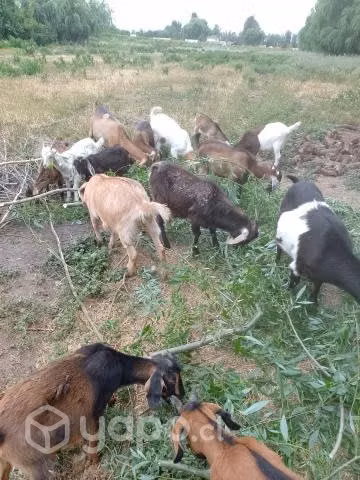 Cabras - Imagen 2