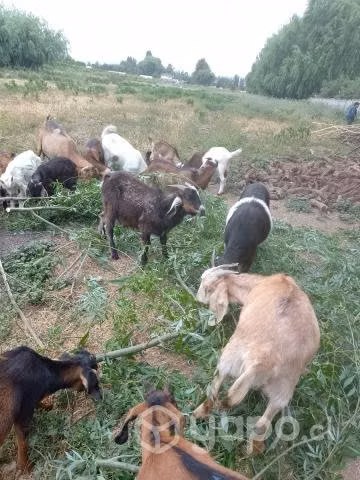 Cabras - Imagen 3