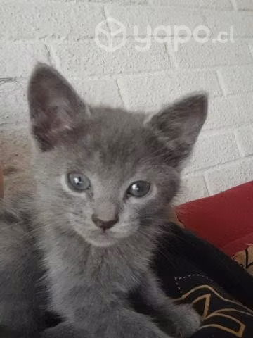 Se regalan gatitas