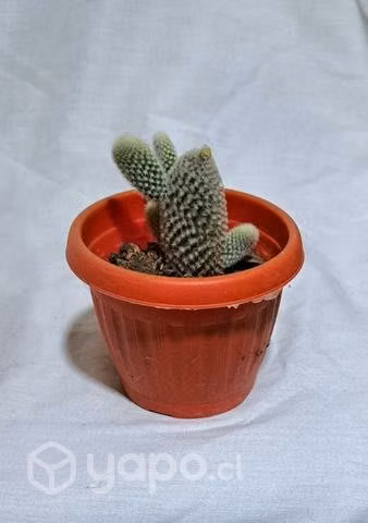 cactus opuntia