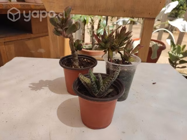 Lote 888 Suculentas