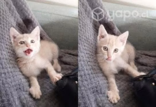 Se regala gatito