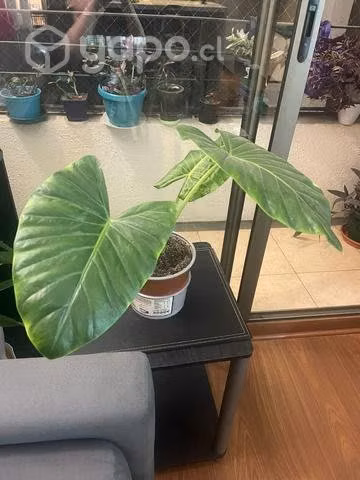 Planta manto de eva