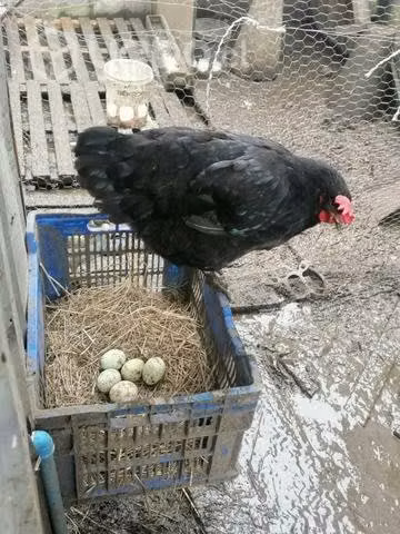Gallinas poniendo - Imagen 3
