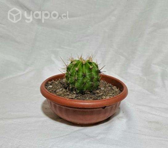 cactus - Imagen 2