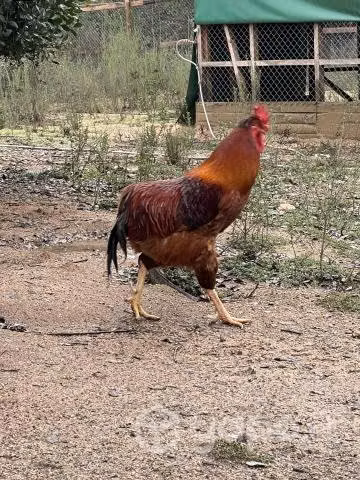 Hermoso gallo collonco