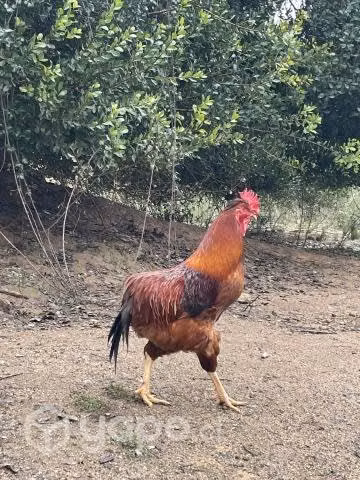 Hermoso gallo collonco